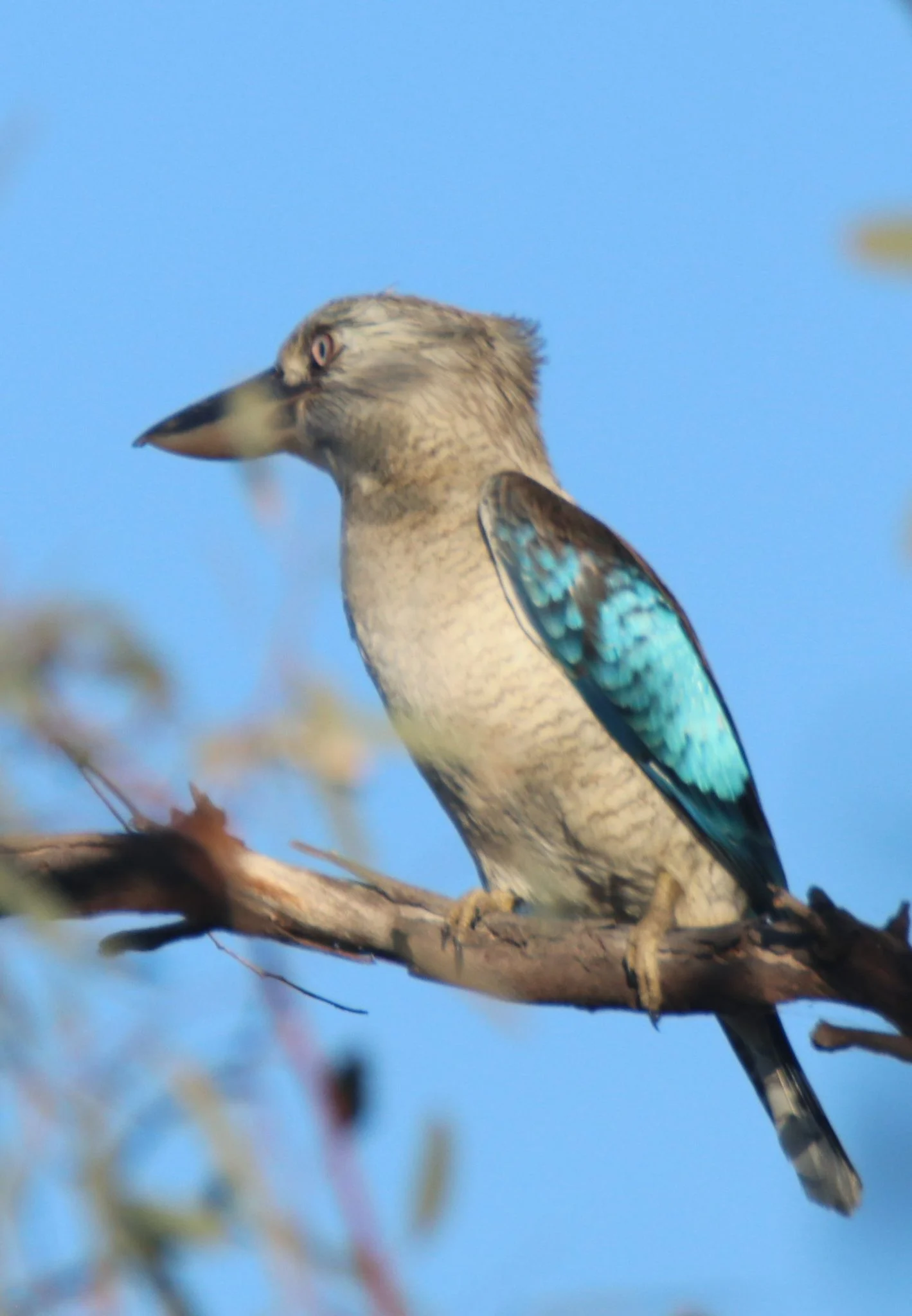 Blue-winged kookaburra perched on a branch