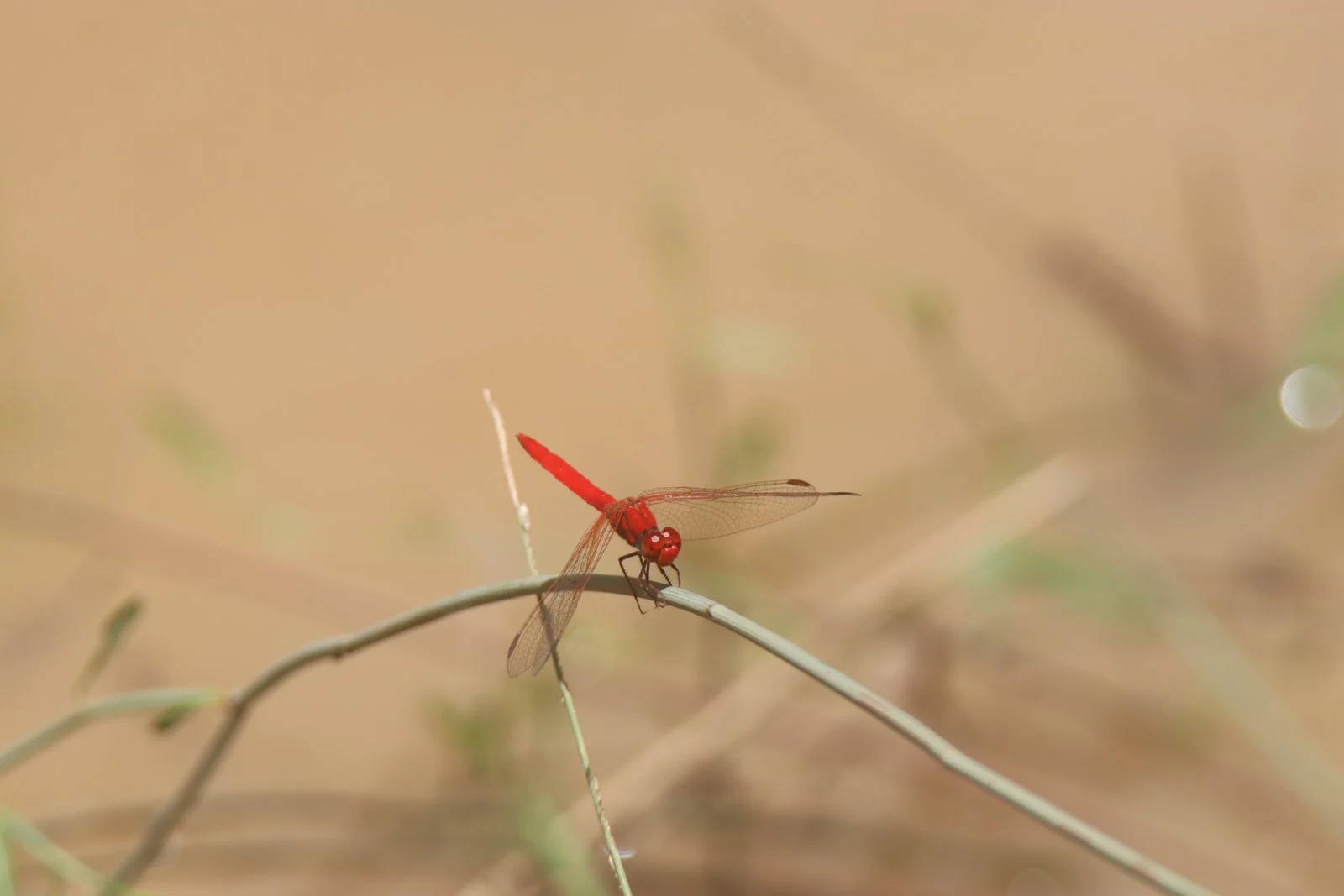 Red dragonfly perched on a thin stem